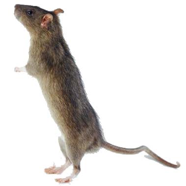 Fumigaciones de ratas venenos para ratas desratizacion control de ratas
