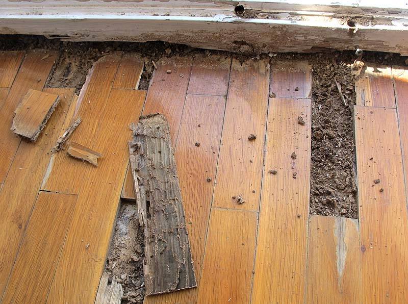 termitas madera rodex