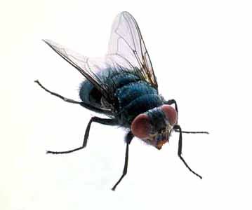 fumigacion-moscas